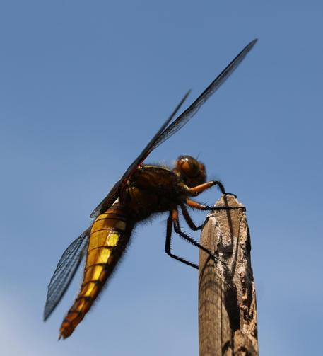 Same individual side view against a blue sky