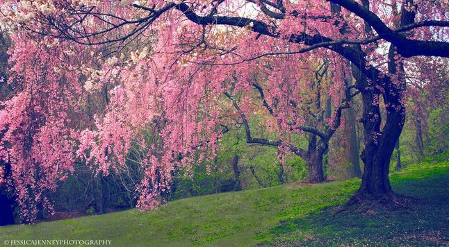 Vibrant pink cherry blossoms hang delicately from the branches of trees in a lush, green park setting. The trees have a slightly gnarled appearance, adding character to the serene landscape that seems to beckon quiet contemplation.
