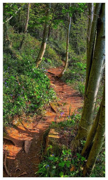 This is a colour photo of a nature trail in southwest England. The trail is red clay in colour surrounded by the emerald green lush foliage. 