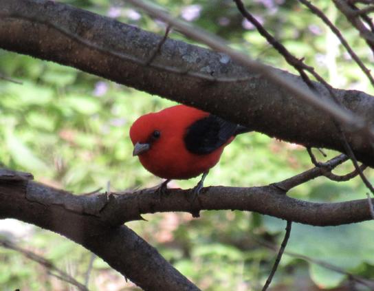 Peeking between thin branches a brilliant red bird with black wings and black around its eyes.