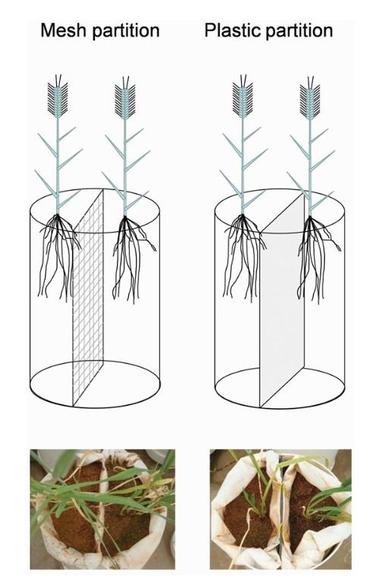Schematic representation of mesh and plastic partition treatments.