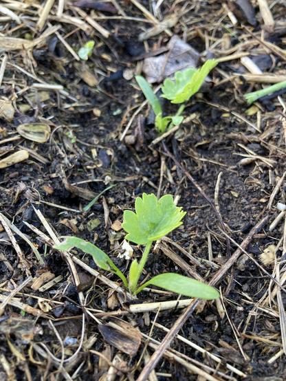 Pastinake kleine Pflänzchen, die gerade aus der Erde gekommen sind.