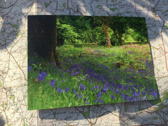 Bluebells under oak 