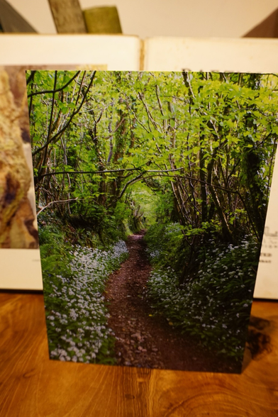 Wild garlic along a path 