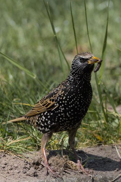 European Starling (Sturnus vulgaris) standing on a brick and sand floor with a small worm in its beak. It has a mostly black body with brown accents on the edges of its wing feathers and a pattern that looks like small white "V" shapes covering its body from its head all towards the underside of its tail.