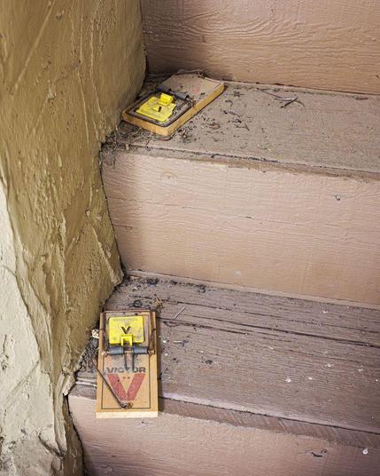 Two unset Victor mousetraps on wooden staircase.