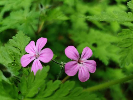 Two tiny pink wildflowers light up a miniscule sea of green foliage.