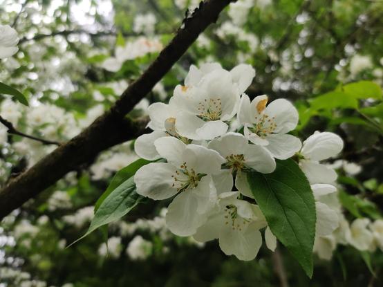 A flowering tree offers up a cluster of pale blossoms for your consideration.