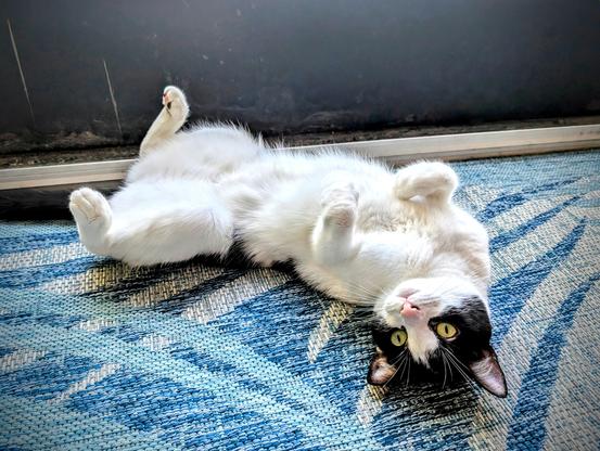 A cute bicolor cow cat with her paws in the air and her belly to the sky looking directly at the camera with her adorable black fur masked face and pretty green eyes.