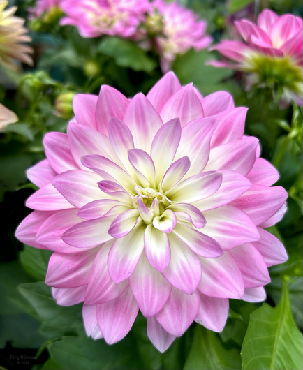 Das Bild zeigt eine einzelne, hellrosa Dahlie im Vordergrund, die von anderen, unscharf dargestellten Dahlien im Hintergrund umgeben ist. Die Blütenblätter der im Vordergrund stehenden Dahlie sind in zarten Rosa- und Weißtönen gehalten und zeigen einen weichen Farbverlauf. Der Hintergrund besteht aus verschwommenen Dahlien in ähnlichen Farbtönen und grünen Blättern, die einen ansprechenden Kontrast zur klaren Schärfe der vorderen Blüte bilden. Die Komposition ist einfach und fokussiert sich auf die Schönheit und Details der einzelnen Blume.