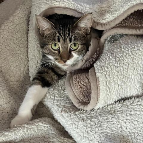 Tabby cat wrapped in a fleece blanket