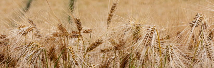 Im echten Leben ist Getreide mehr so wie in der Ukrainischen Flagge ?
Goldgelben ?

Ausschnitt
raus-aufs-land.de
So sieht das gar nicht aus - im echten LEBEN
Sonnengelb .. mehr ?