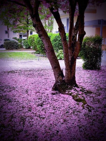 Bild der unteren Hälfte eines Baumes, der in einem offenen Garten einer Wohnsiedlung steht... das Besondere an dem Bild ist, der Boden des Rasens auf dem der Baum steht ist überhäuft mit einem Teppich aus rosa Blütenblättern.