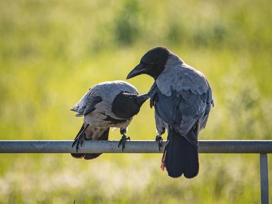 Zwei Krähen sitzten im Gegenlicht auf einer Eisenstange und schnäbeln miteinander
Two crows sit on an iron pole in the backlight and beak each other