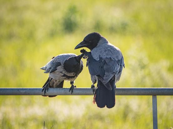 Zwei Krähen sitzten im Gegenlicht auf einer Eisenstange und schnäbeln miteinander
Two crows sit on an iron pole in the backlight and beak each other
