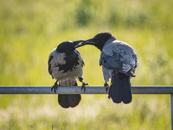 Zwei Krähen sitzten im Gegenlicht auf einer Eisenstange und schnäbeln miteinander
Two crows sit on an iron pole in the backlight and beak each other