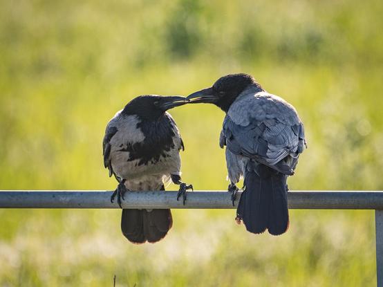 Zwei Krähen sitzten im Gegenlicht auf einer Eisenstange und schnäbeln miteinander
Two crows sit on an iron pole in the backlight and beak each other