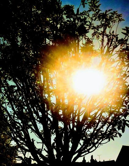 .. we see the branches of a ornamental garden tree silhouetted against a cloudless green/blue sky & through which the sun shines brightly ..