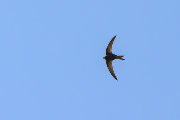 Mauersegler vor blauem Himmel