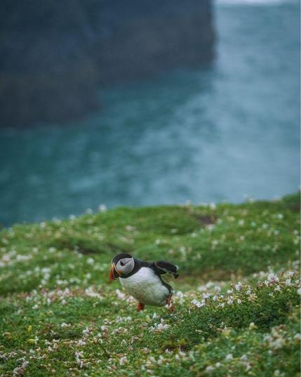 An Atlantic puffin dashing across a grassy, flower-dotted cliff top on Skomer Island. The puffin is captured mid-run with its distinctive black and white plumage and colorful orange beak clearly visible. Its wings are slightly outstretched for balance as it hurries across the landscape. Below, dramatic coastal cliffs drop down to turquoise waters.