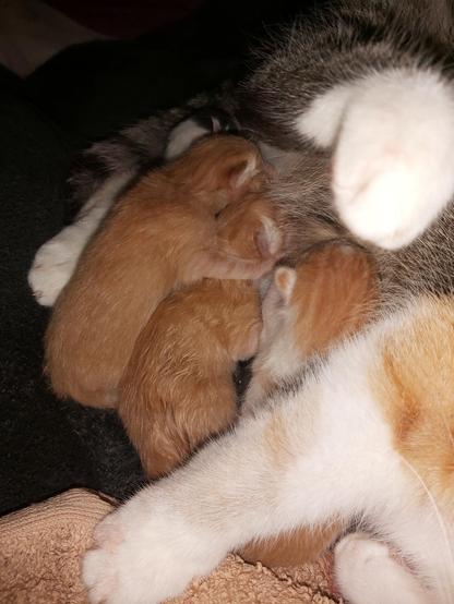 Mother cat Lilly. This photo shows three if the five kittens snuggled up to Mummy.