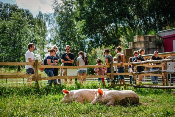 Die Schweine Anni & Rosalie und menschliche Besuchende bei einer Besuchszeit im Land der Tiere.