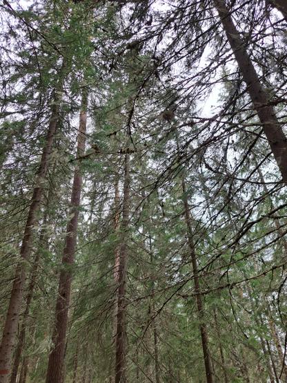 Evergreen tree branches in a rainy forest.