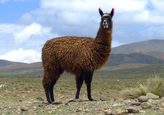 Developer Gets Llama 2 AI Running Locally on Old DOS