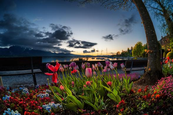 Ein Blumenbeet in der Abendstimmung am Thunersee