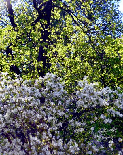 wall of leaves and blossoms/Wand aus Blättern und Blüten