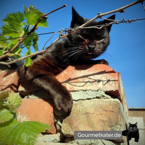 Kater auf Mauer
