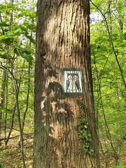 Panneau hibou 🦉 dans forêt