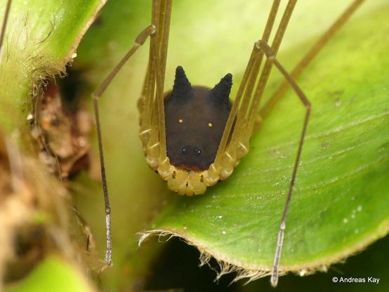 Arachnide à tete de loup