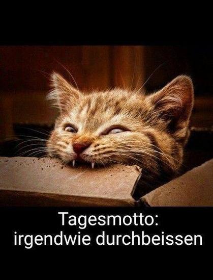 Katzenwelpe, das in einem Karton sitzt und in die Pappe beißt.