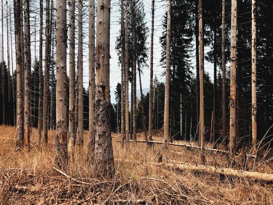 A place in the woods with many dead trees