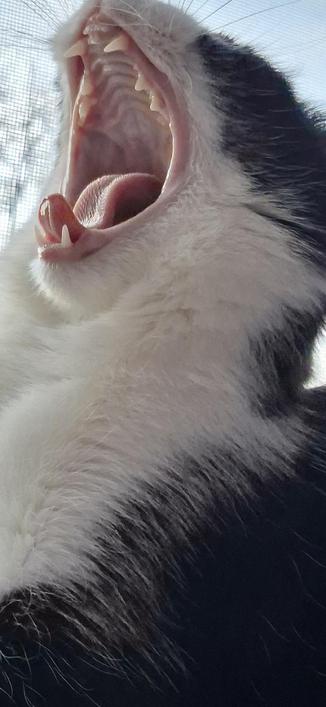 Schwarz weisse tuxedo katze gähnt