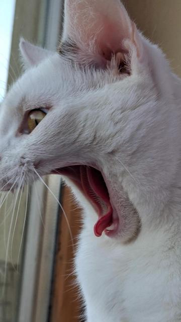 Weisse katze gähnt