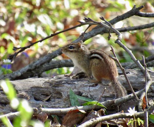 A cute striped-back chipmunk with its shiny black eye on the camera. It is posed alertly on a thin fallen log  and surrounded by sunlit leaves and both white and blue flowers, out of focus. 