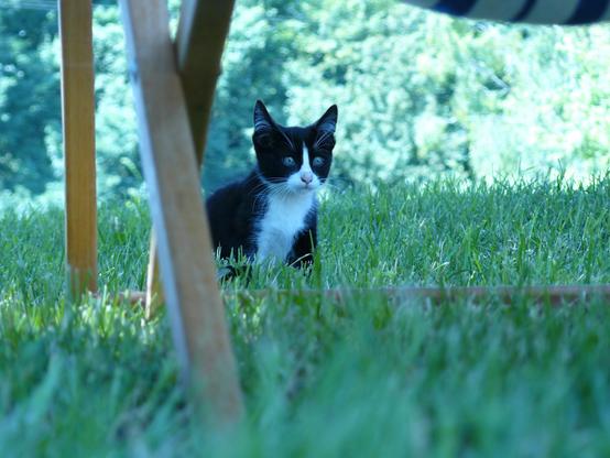 A black and white cat is sitting on lush green grass, partially hidden under a wooden table. The cat appears curious, looking directly at the camera, with a blurred background of trees.