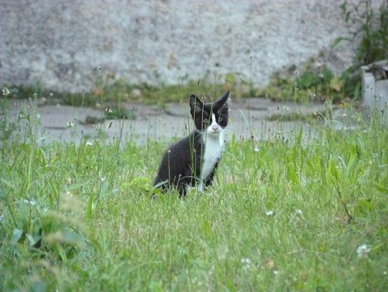 A black and white cat sits among tall grass in a garden, with a blurred background of a stone wall and pavement.
