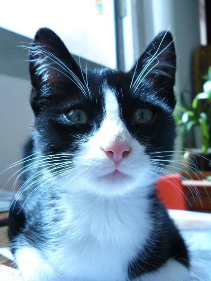 A close-up of a black and white cat with bright green eyes and a pink nose. The background features soft light and hints of indoor plants.