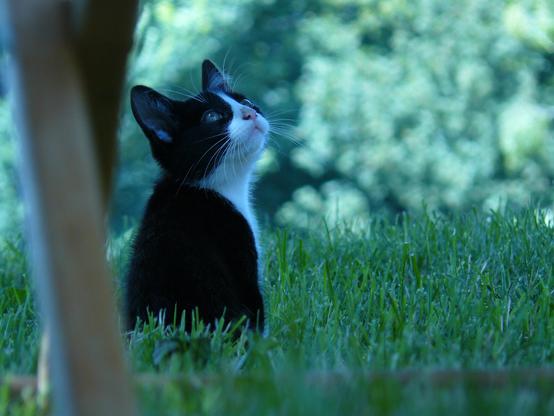 A black and white cat sits in the grass, looking up with an inquisitive expression. Blurred greenery is visible in the background.