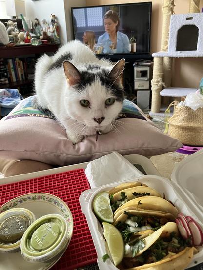 A white and black cat lounges on a pillow, looking at the camera. In the foreground, there's a plate with two containers of sauces and a takeout box filled with tacos garnished with onions and cilantro, accompanied by lime wedges and radishes.