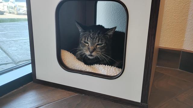 Tali [cat] sitting inside a cat tree while at the vet.
