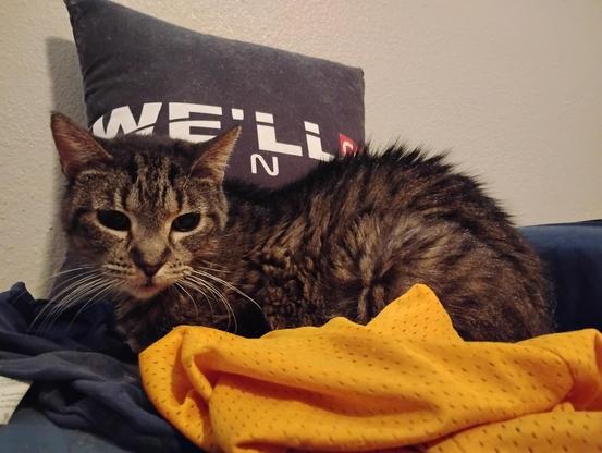 Tali [cat], looking frail and scruffy, sleeping in her current favorite place. Next to my pillow.
