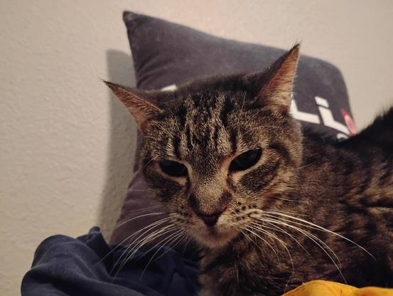 Full face photo of Tali [cat].
