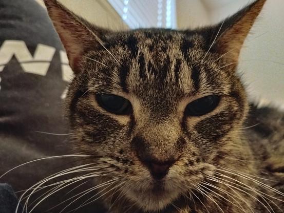 Close up of Tali [cat] showing how beautiful she is.