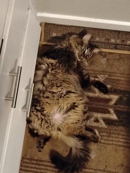 Goobie [cat] laying on her back with her fluffy belly showing.