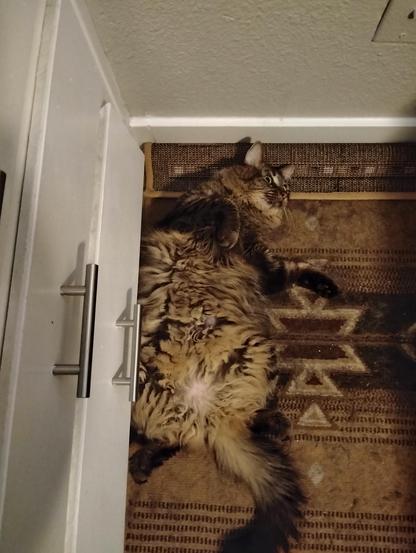 Goobie [cat] laying on her back with her fluffy belly showing.