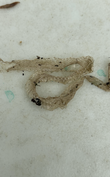 The shed skin of a small snake